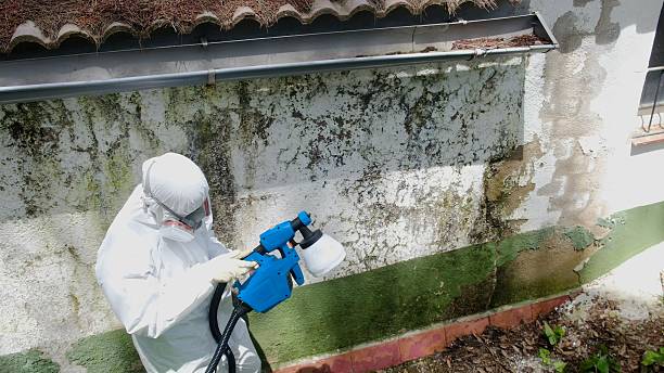 Mold Remediation service in Saint Augustine, Saint Augustine, FL